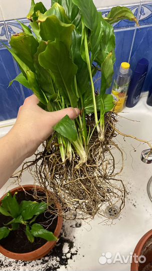 Комнатные цветы