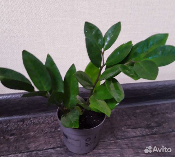 Замиокулькас (долларовое дерево)