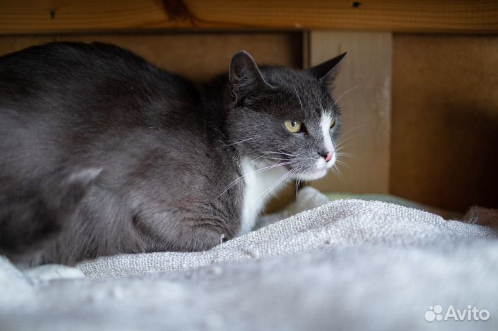 Сладкий Цукат