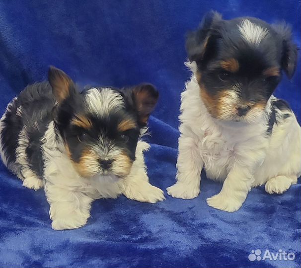 Щенки бивер йорка