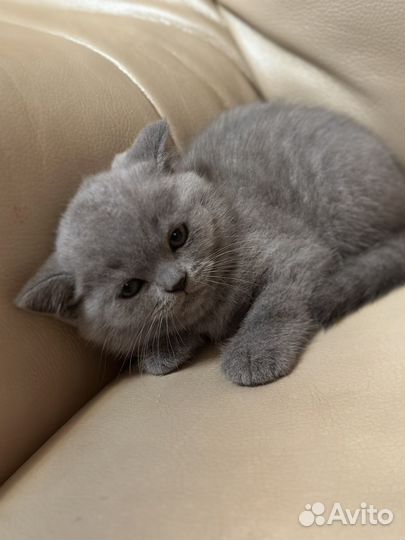 Британские котята