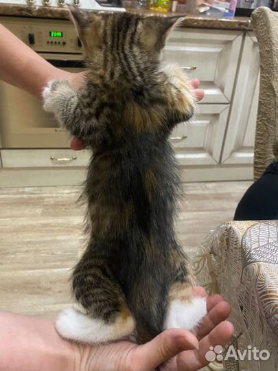Котята бесплатно