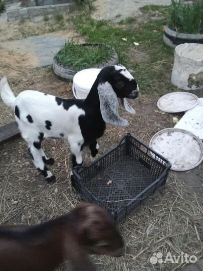 Козочки камори