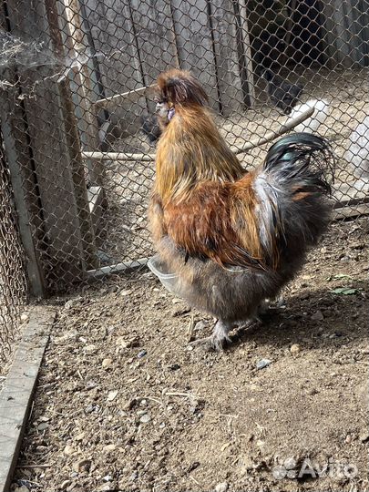 Китайские шелковые петушки