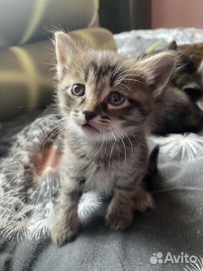 Кошки бесплатно