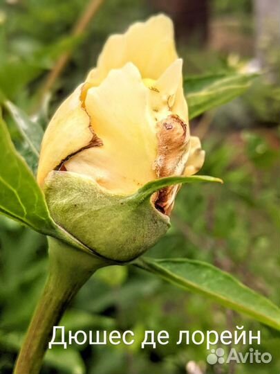 Пион Duchesse de Lorraine