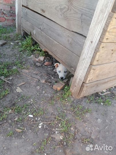 Щенки метисы в добрые руки