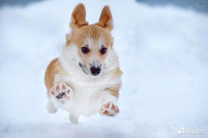 Красивый щенок корги