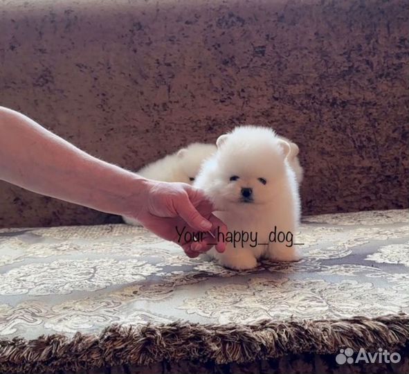 Счастье В Дом