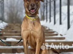 Солнечный пёс в добрые руки