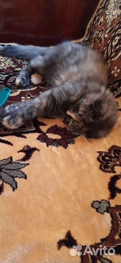 Отдам кошечку