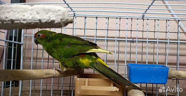 Попугай какарик
