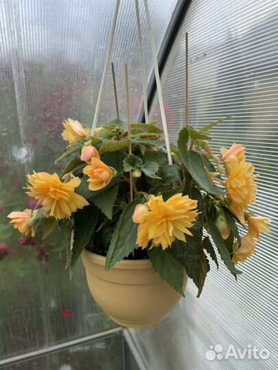 Бегония беллекония