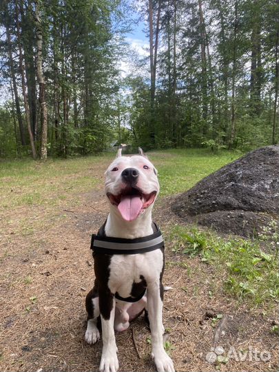 Амстафф вязка