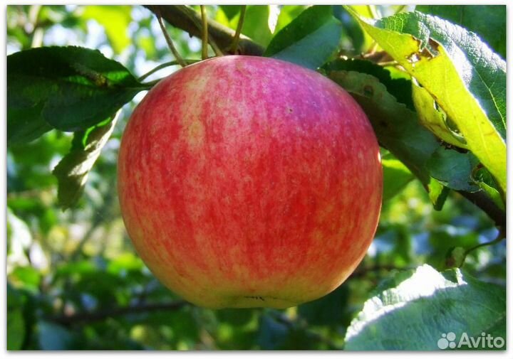 Яблоня Слава победителям