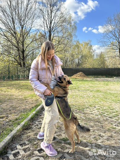 Собака в добрые руки