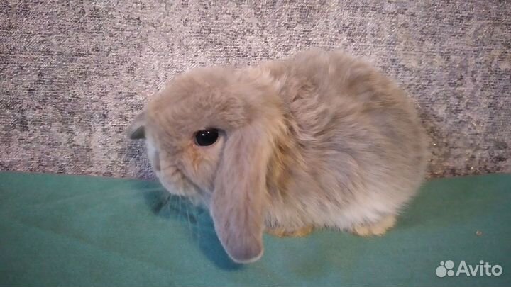 Карликовые мини вислоухие кролики
