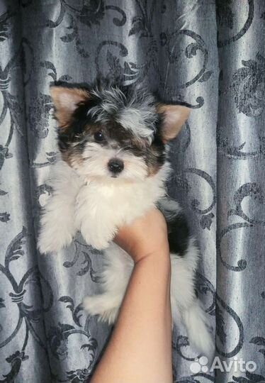 Малыш Бивер