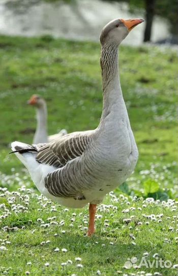 Гусиное перо продаю