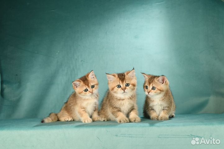 Британские котята,чёрное золото