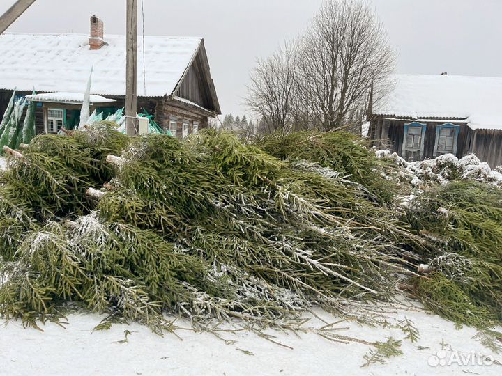 Елка новогодняя живая