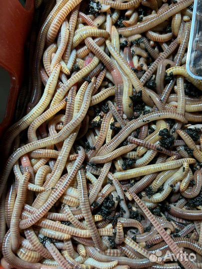 Червь на Волгу