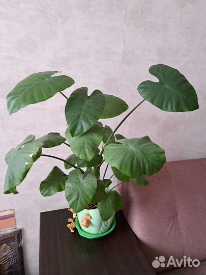 Замиокулькас, калла белая, гибискус махровый