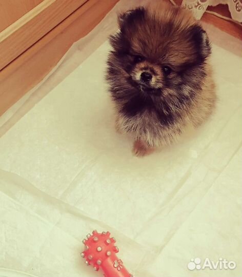 Померанский шпиц медвежьего типа