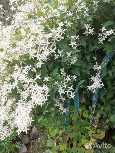 Клематис мелкоцветковый