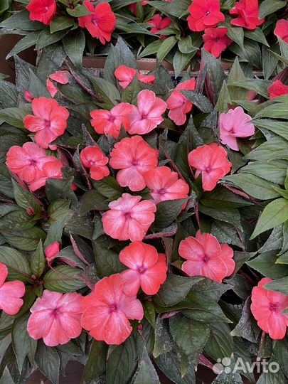 Бальзамин новогвинейский