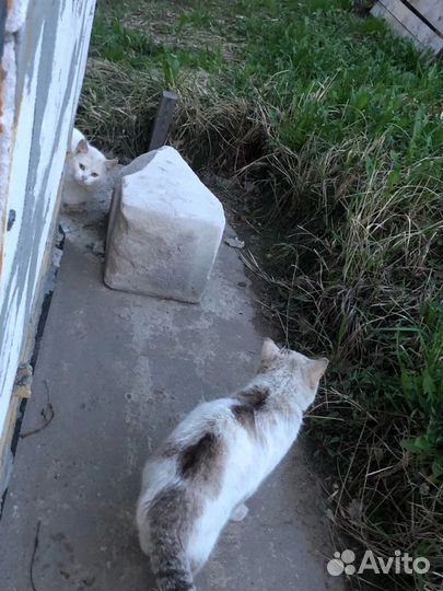 Котики в беде