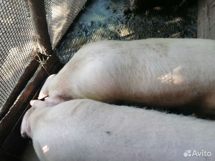 Домашняя свинья