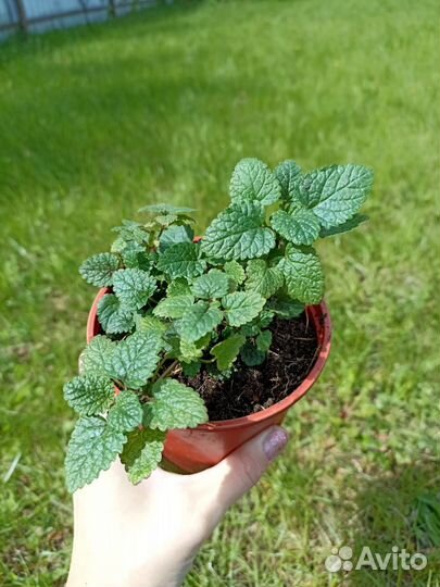 Мелисса лимонная и тимьян