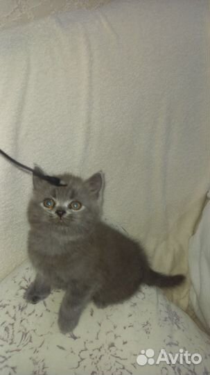 Шотландские котята