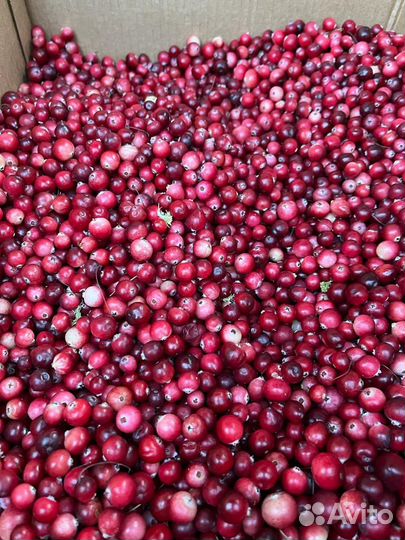 Клюква из Марий Эл