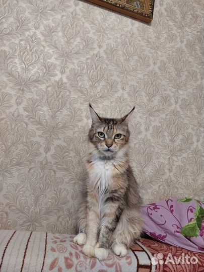 Котята мейн-кун