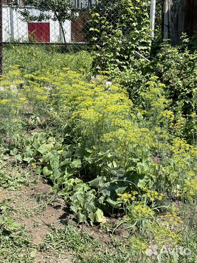 Зонтики укропа