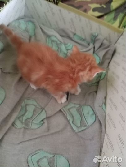 Котята отдам даром