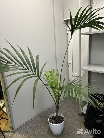 Ховея местная 210 см