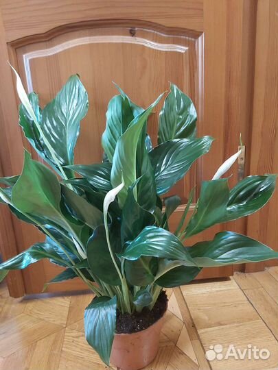 Спатифиллум и традесканции