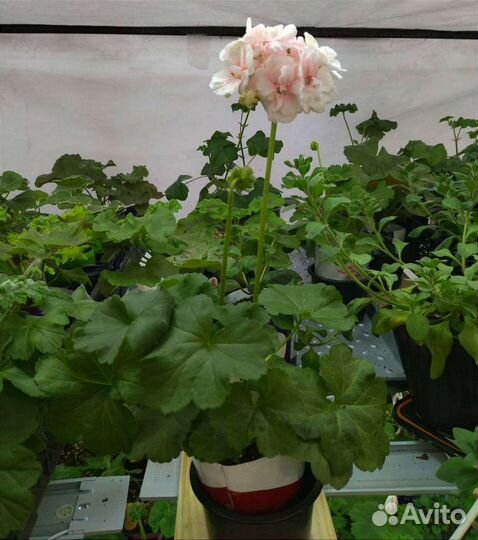 Пеларгония 