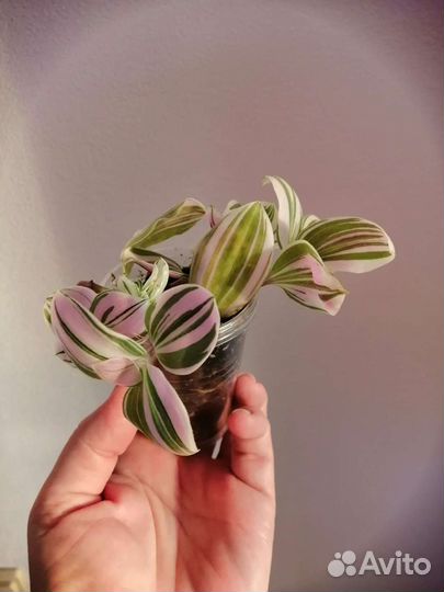 Традесканция, коллизия