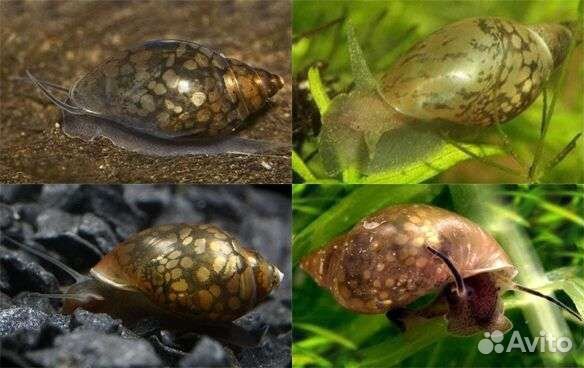 Улитка Физа