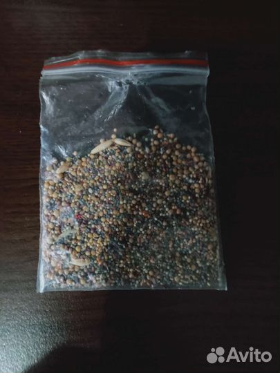 Муравьиная ферма с муравьями