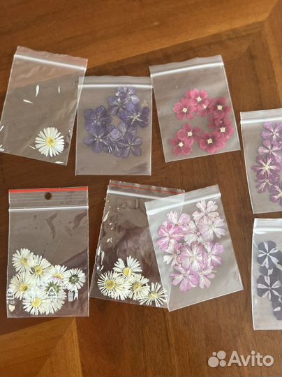 Сухоцветы для творчества