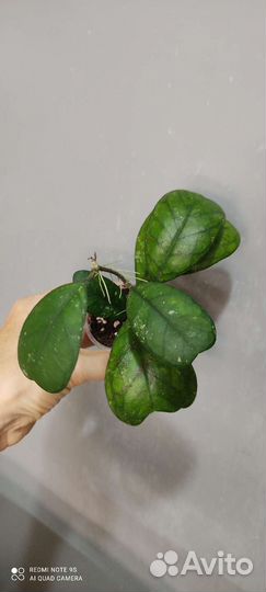 Хойи с красивым листом