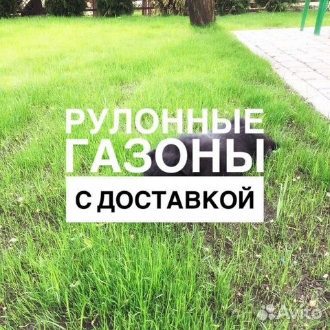 Рулонный газон