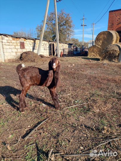 Камори козел