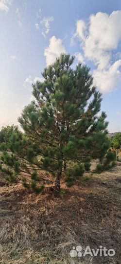 Крымская сосна