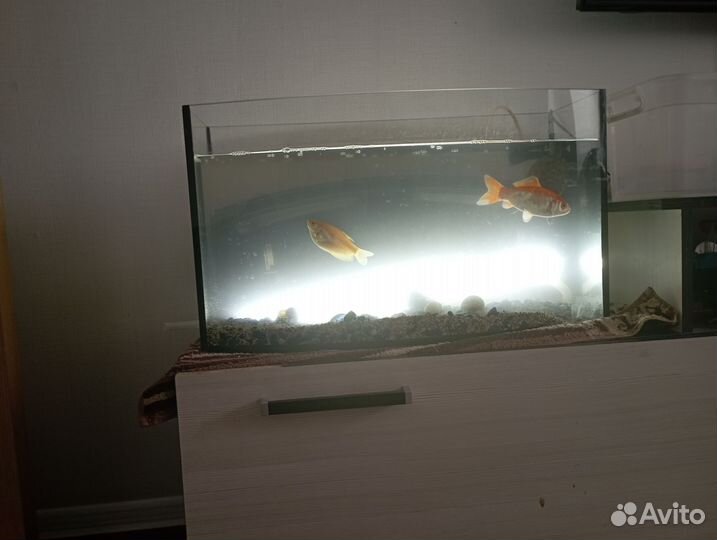 Аквариум с рыбками